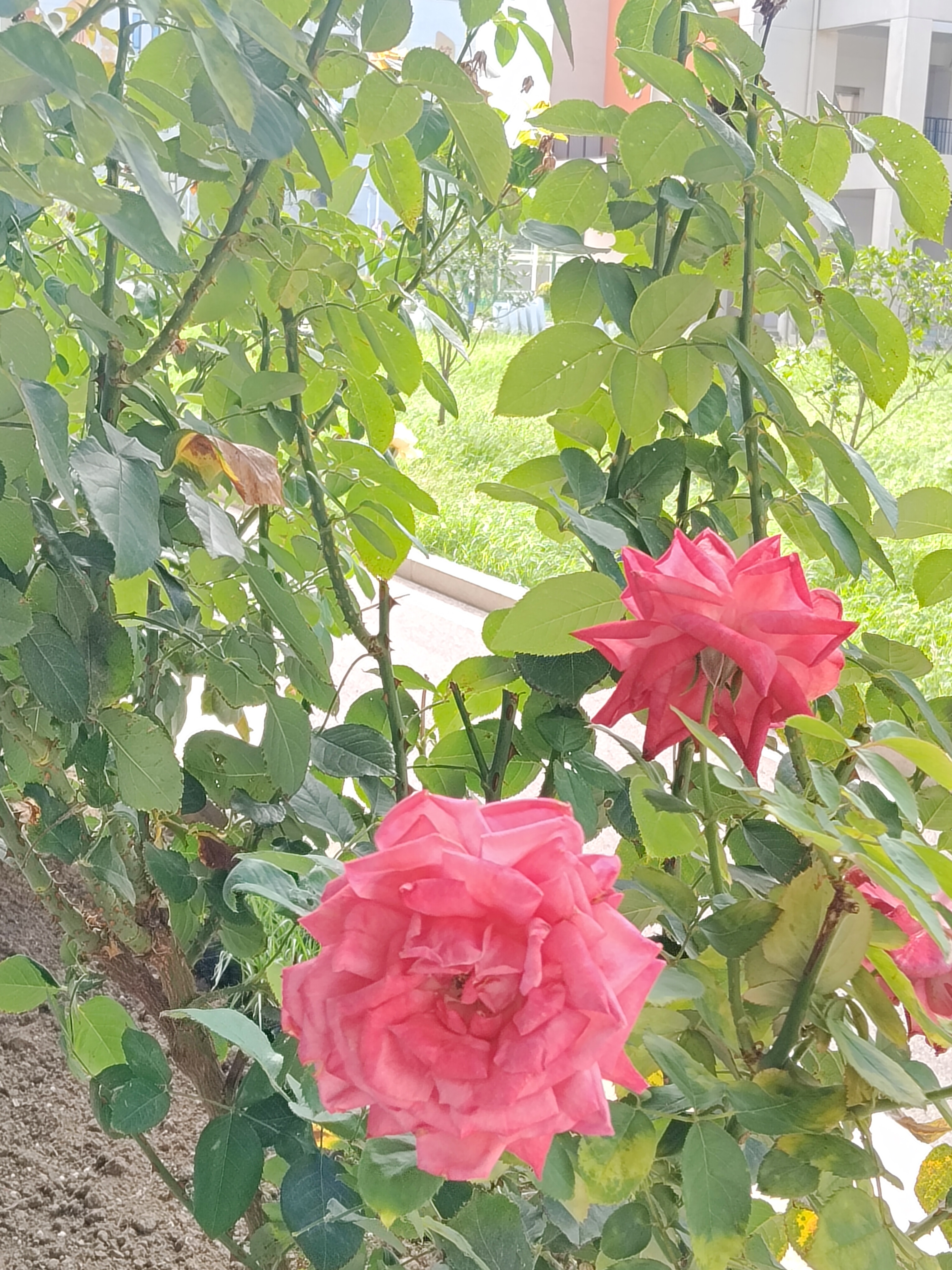 月季01.jpg