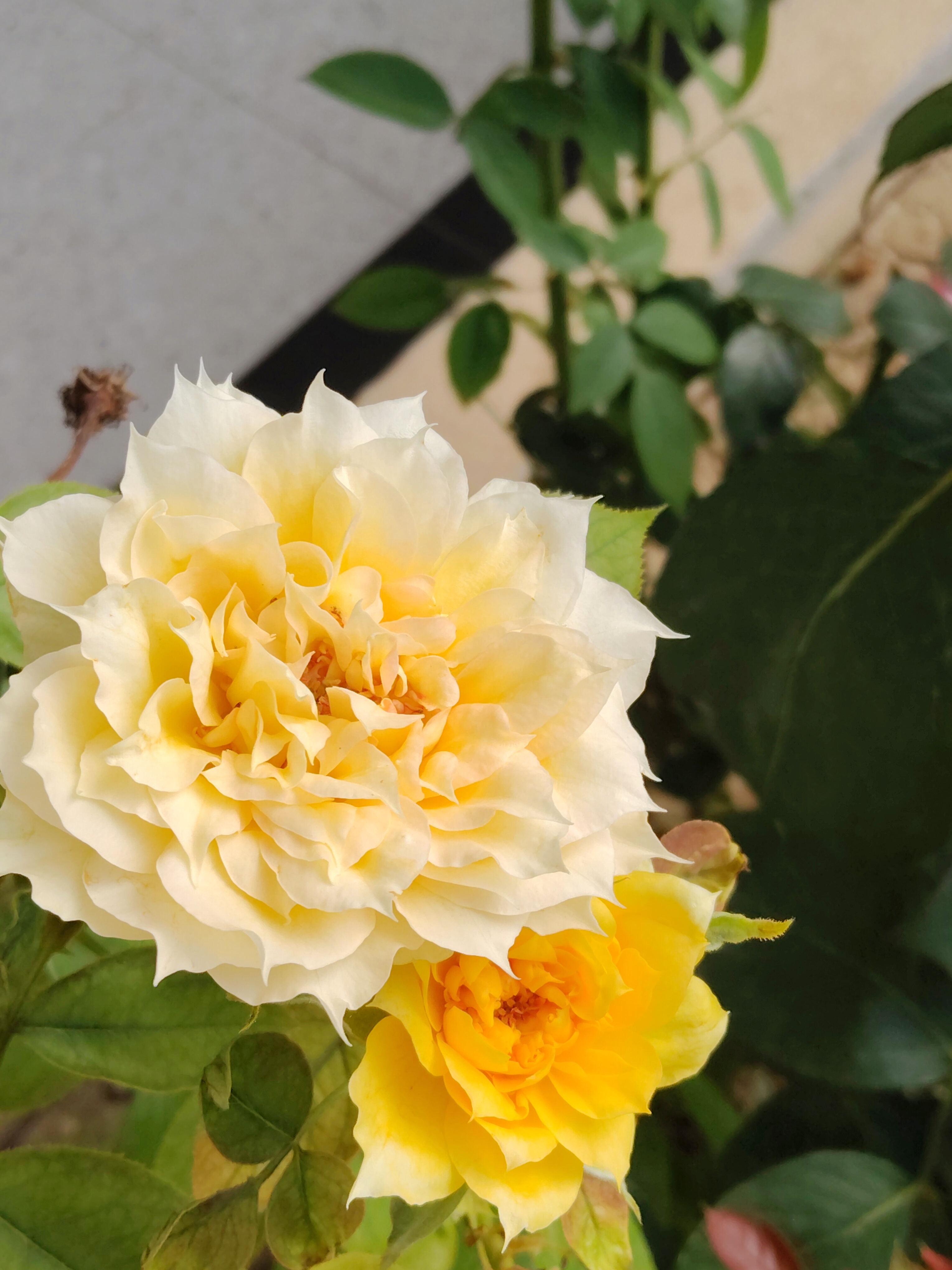 月季02.jpg